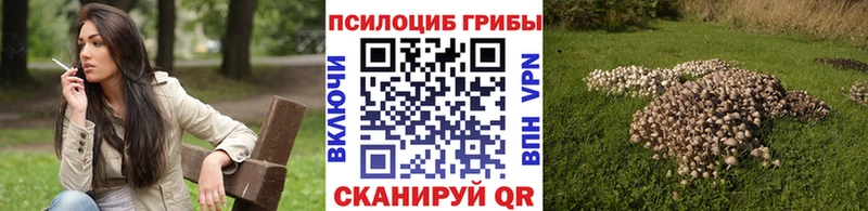 Купить где  Лермонтов  Псилоцибиновые грибы GOLDEN TEACHER 